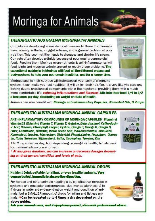 AUSTRALIAN Moringa DOGS & Animal Pets 100G -Anti-Inflammatory, Nutrients. ONLY DAYS OLD = MAXIMUM POTENCY
